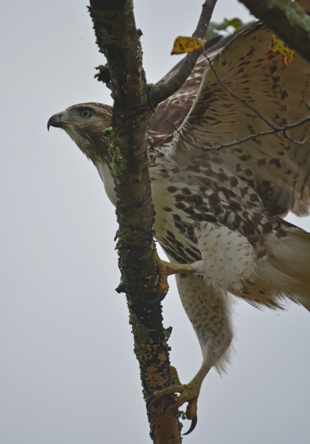 hawk jumping onto branch wings open