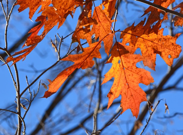 orange leaves against blue sky