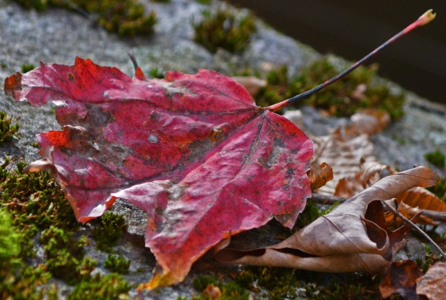 red leaf on mossy rock