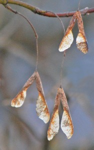 seed heads dangling