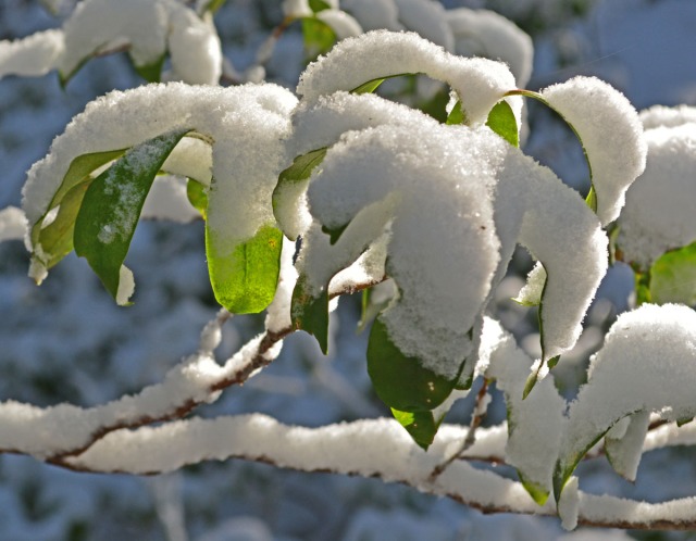snow on green leaves