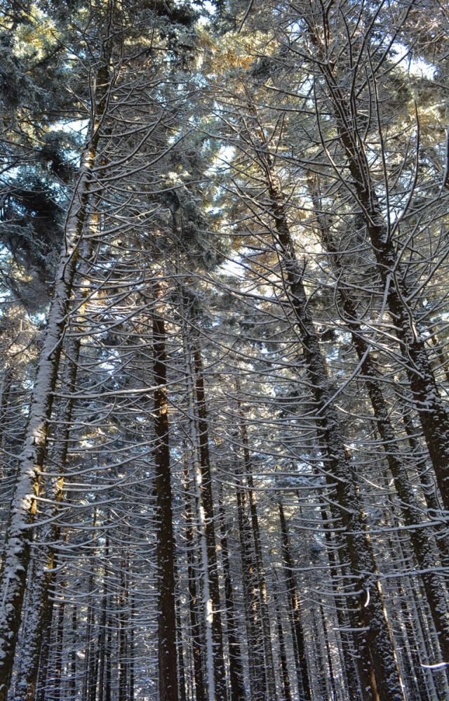 tall winter trees