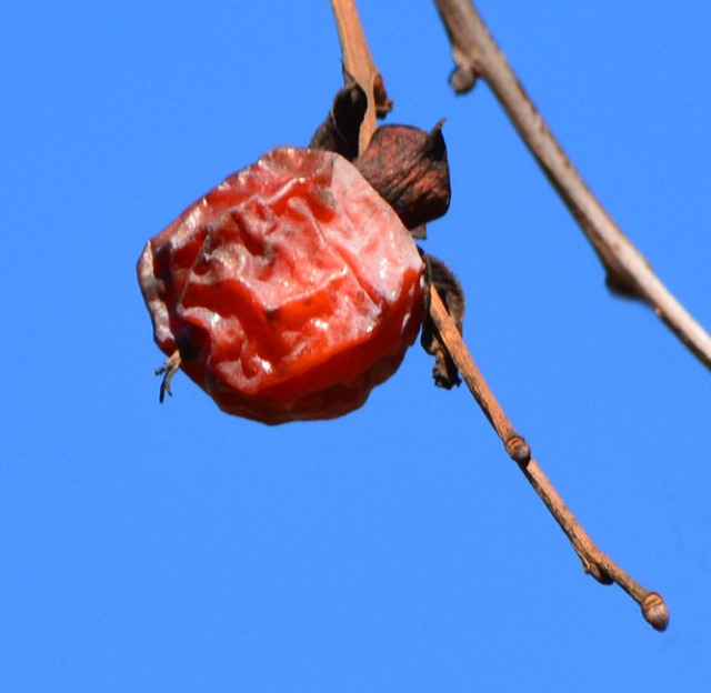 dried persimmon