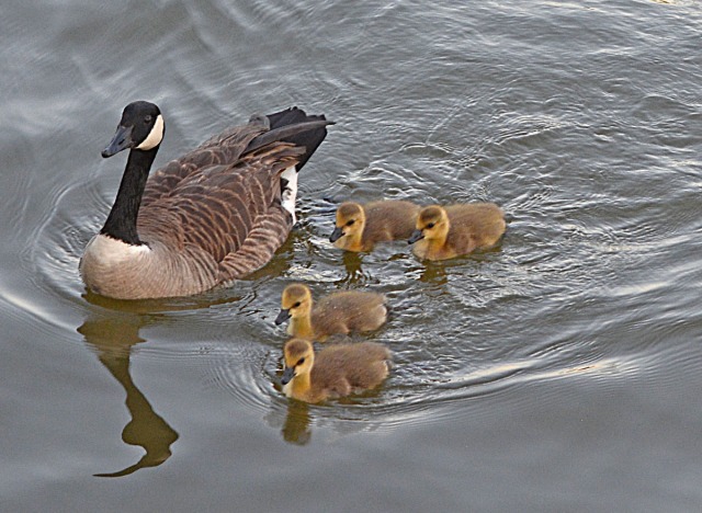 Canada Goose with young goslings