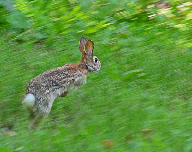 rabbit running free