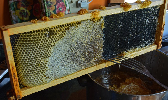 scraping off honey and honeycomb