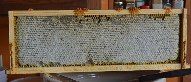 frame filled with capped honeycomb