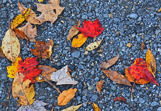 red-and-yellow-leaves-on-gravel