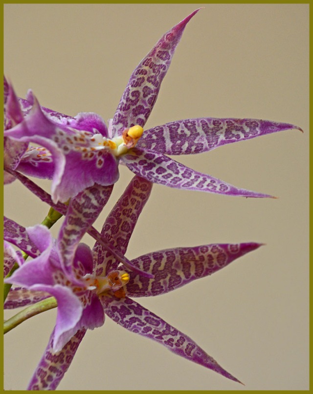 miltassia orchids