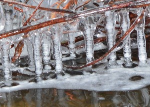 icicles hanging from branch