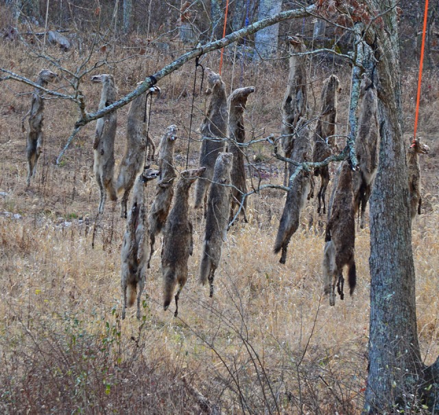 tree with dead coyotes hanging from it